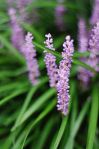 220px-Liriope_muscari_flowers