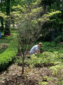 Claude going after the ever-spreading English ivy 