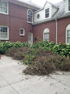 The boulder-sized spools of English ivy Claude and Hugo have eradicated from the front beds this past week